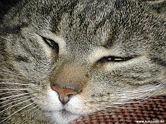 Gatti (386)